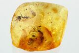Detailed Fossil Ant and True Midge In Baltic Amber #372618-1